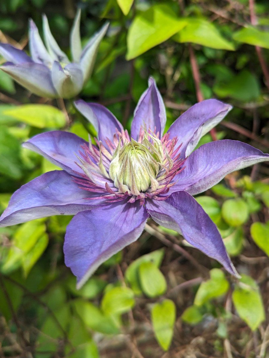 Clematis are my favorite. This is from my own garden.

#XNatureCommunity #XNaturePhotography #TwitterNatureCommunity #TwitterNaturePhotography #NaturePhotography #NatureBeauty #Flowers #FlowersOfX #FlowersOfTwitter #FlowersOnFriday #gardening #gardensoftwitter