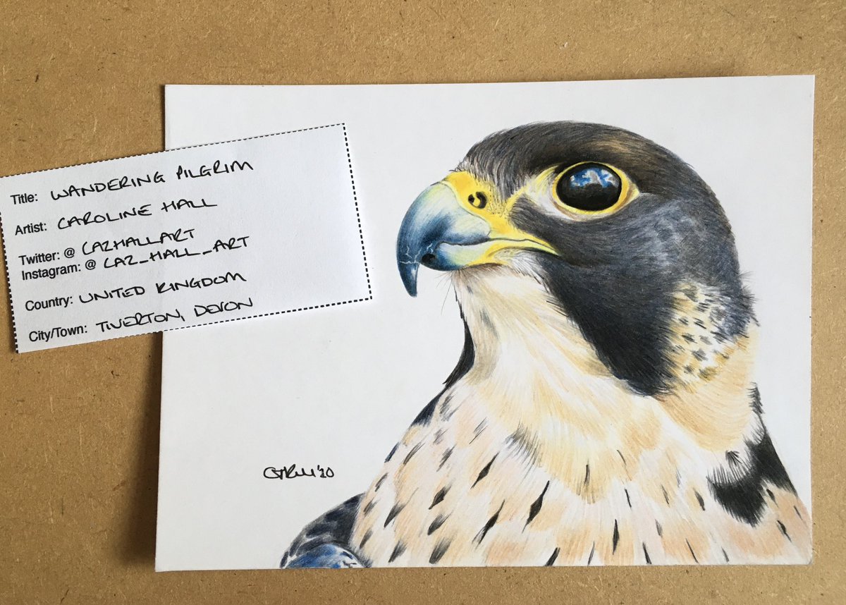 All this #PaintingBirds with #JimandNancyMoir on #SkyArts is bringing this beauty to mind and reminding me to get on with this years #PAE entry! #PeregrineFalcon #WildlifeArt #ColourPencilDrawing