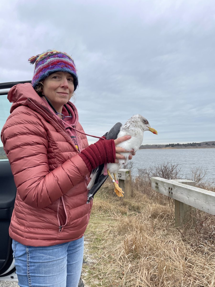 #WomenInSeabirdScience
Lisa Manne @lisamanne is a Professor at College of Staten Island, City University of New York studies avian responses to #habitat and #climatechange including movements of #LesserBlackBackedGulls