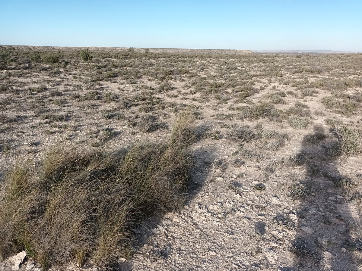 On the Spanish plains today, searching for Larks. Dupont's were predictably difficult, but once we got our ears in for the song, we managed a few glimpses. Also Calandra, Short-toed and Lesser Short-toed, or whatever it's called these days. #birding