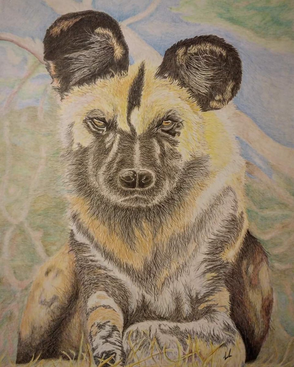 robz_mckenzie's tweet photo. Completed drawing of a African Wild Dog
Size: A2
Medium: #fibercastell #polychromos #pencils
#draw #drawing #art #fortheart https://t.co/QMo6iHdD5y