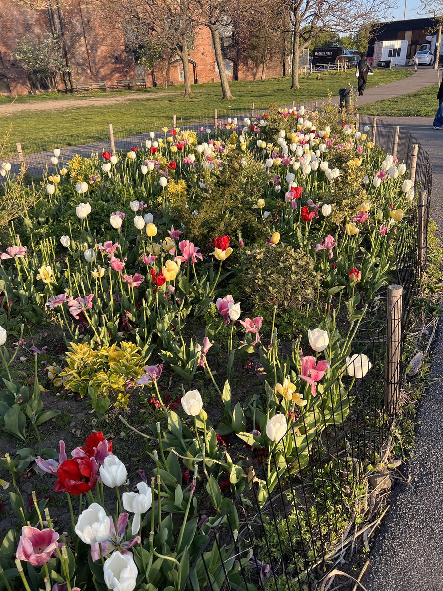 fewocious's tweet image. tulips, prints and other things