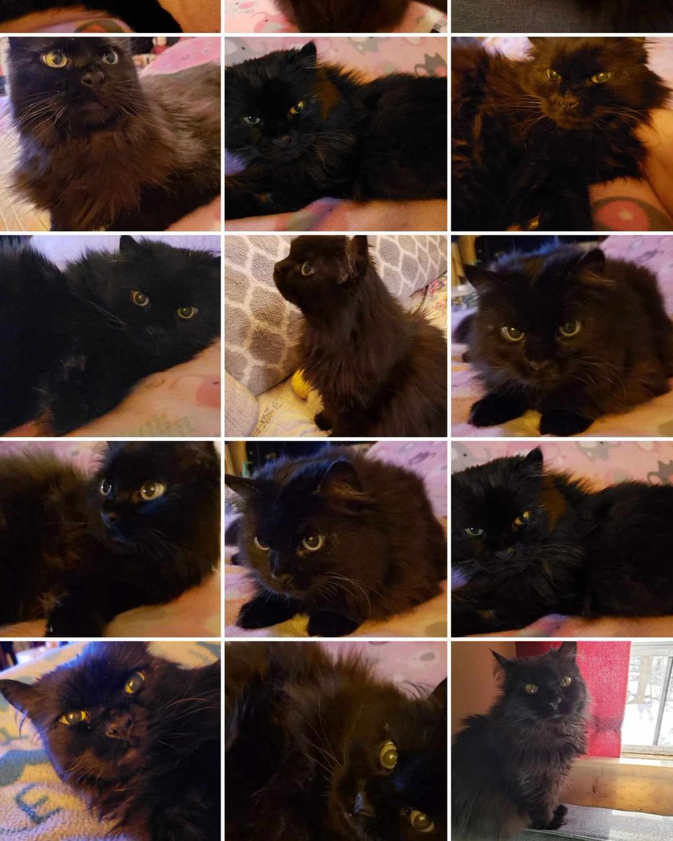 Here's a collage of Sid of some older pictures of him I know how much you guys like the pictures of Sid so here you go. #CatsOfTwitter #CatsAreFamily #seniorcat #petlover #catlover #animallover #petsarefamily #KindnessMatters #alwaysbekind