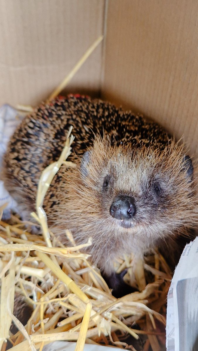 This little cute fellow called Viggo was put out into my garden today together with a little female hedgehog called Redhood.💕 They have both been on recreation for a few weeks at ' Hedgehog friends' , and are now ready for a life in freedom in my garden 🦔🦔 #gardening #Animal