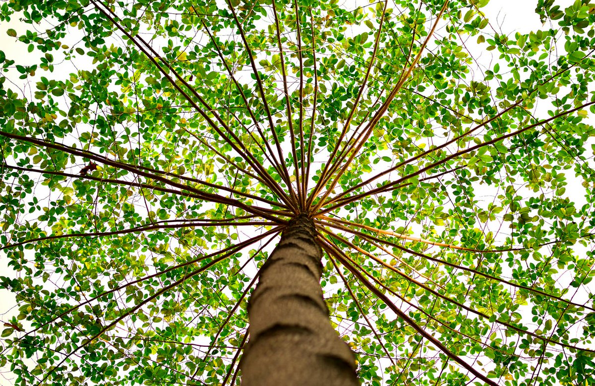 'El árbol es más que primero una semilla, luego un tallo, luego un tronco vivo y luego madera muerta. El árbol es una fuerza lenta y duradera que se esfuerza por ganar el cielo'. - Antoine de Saint-Exupéry 💚🌿🌳🌺🌴🌲🌱 #ArbolesMagicos #nature #naturaleza #madretierra #arboles…