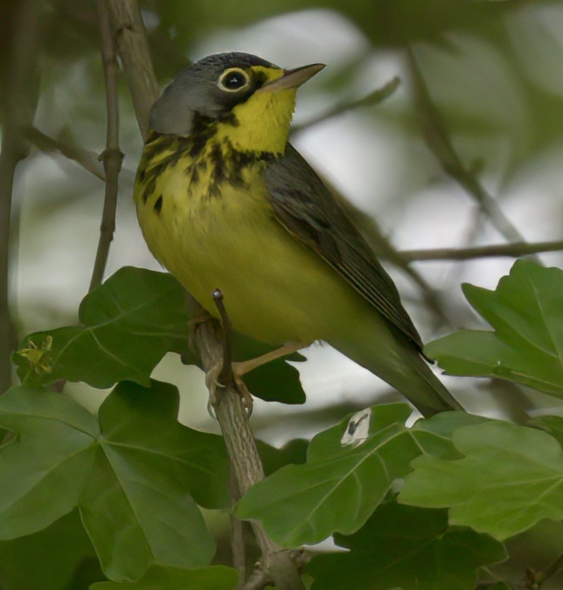 Canada warbler in the vale @prospect_park this afternoon