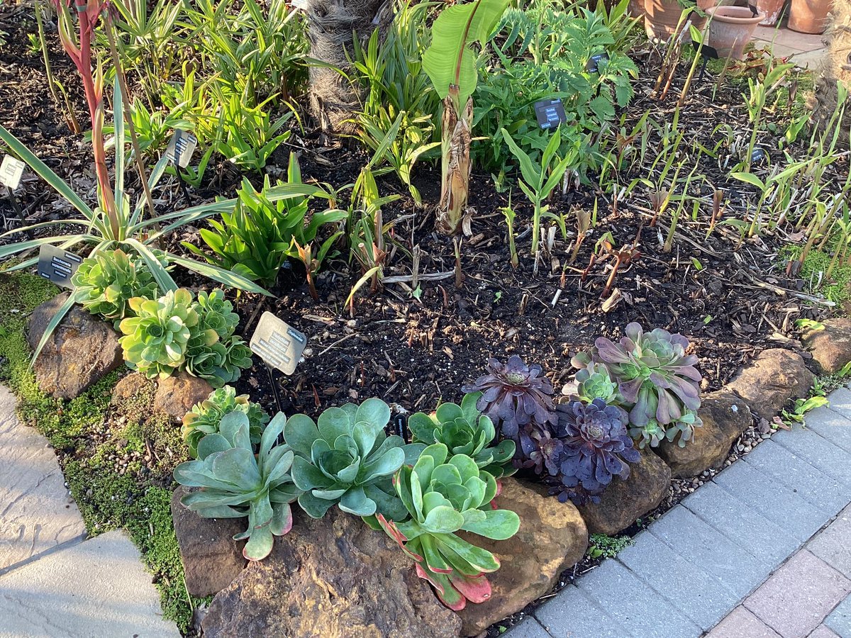 If you’ve visited our Botanical jungle garden here in Poole , you will know that most of the plants ,around 40% are not hardy , so our garden is quite empty until now when the tender plants are planted in the garden for Summer We’ve now made a start planting the front garden 🪴