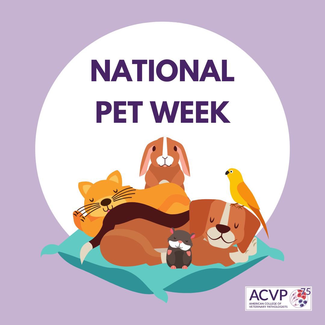 Day 5 of #NationalPetWeek! Today we want to see those fun photos of your pets in outfits!