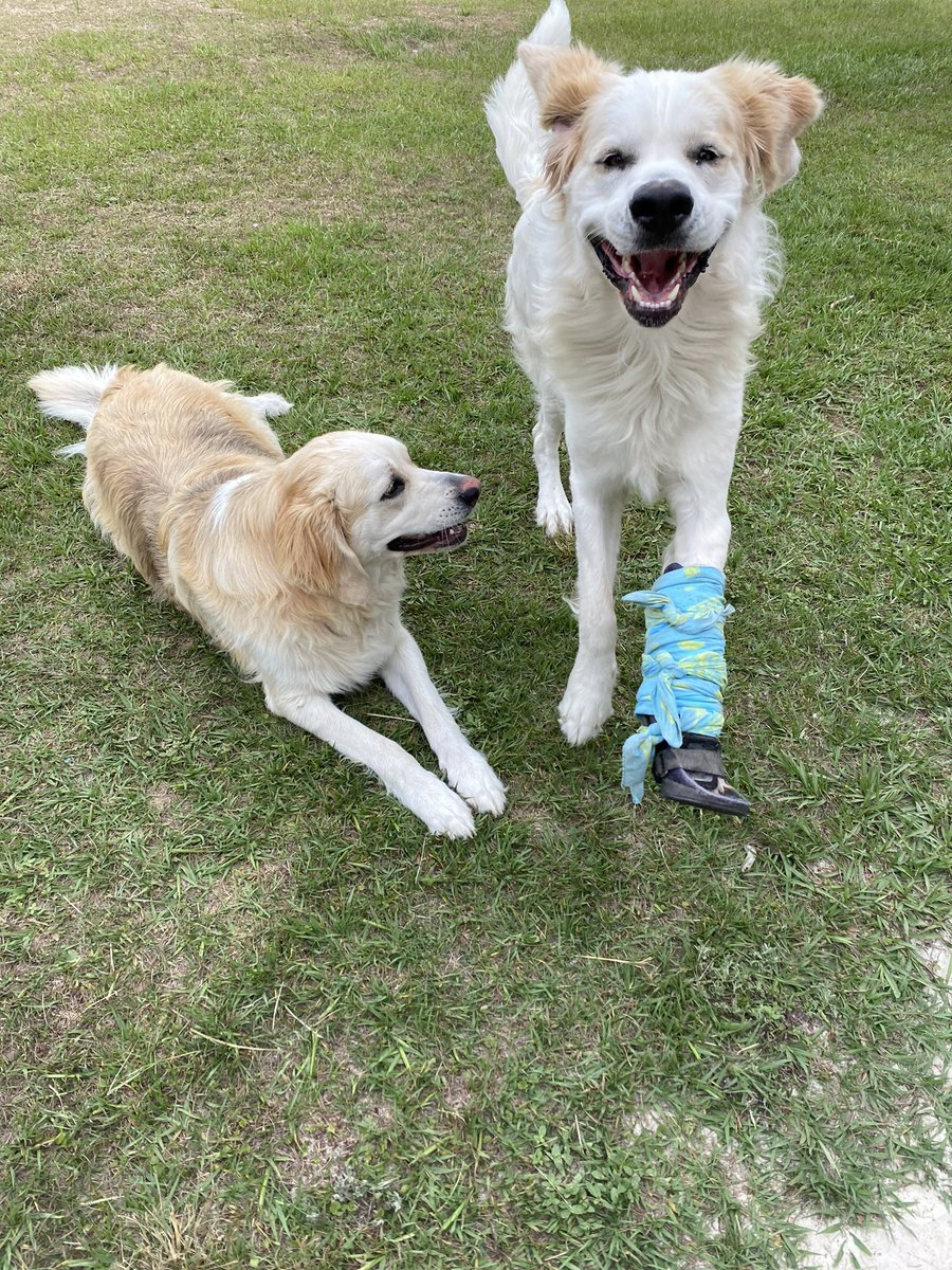Wiggles will be out of his boot soon because he saved his sister Monkey from a bear or coyote that dug under my fence on my property. They both have their daddy - Smiles- smile. We don’t deserve dogs. What a blessing.