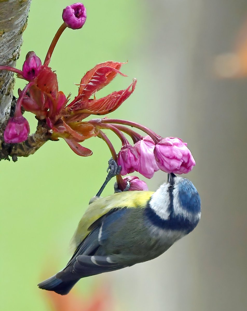 As it's Friday, I'm asking all my followers to please retweet this post if you see it, to help my bird account be seen!🙏 To make it worth sharing, here's a Blue Tit smelling the cherry blossom! 😁😍 Thank you very much! 🐦😊♥️