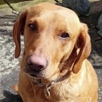 #LOST #DOG RUBY 
Adult #Female #LabradorRetriever Red #Spayed 
#Missing from #Birstmorton #Malvern 
#WR13 Central
Thursday 9th May 2024
Was sitting on path and disappeared 
#DogLostUK #Lostdog #ScanMe 

doglost.co.uk/dog/192101