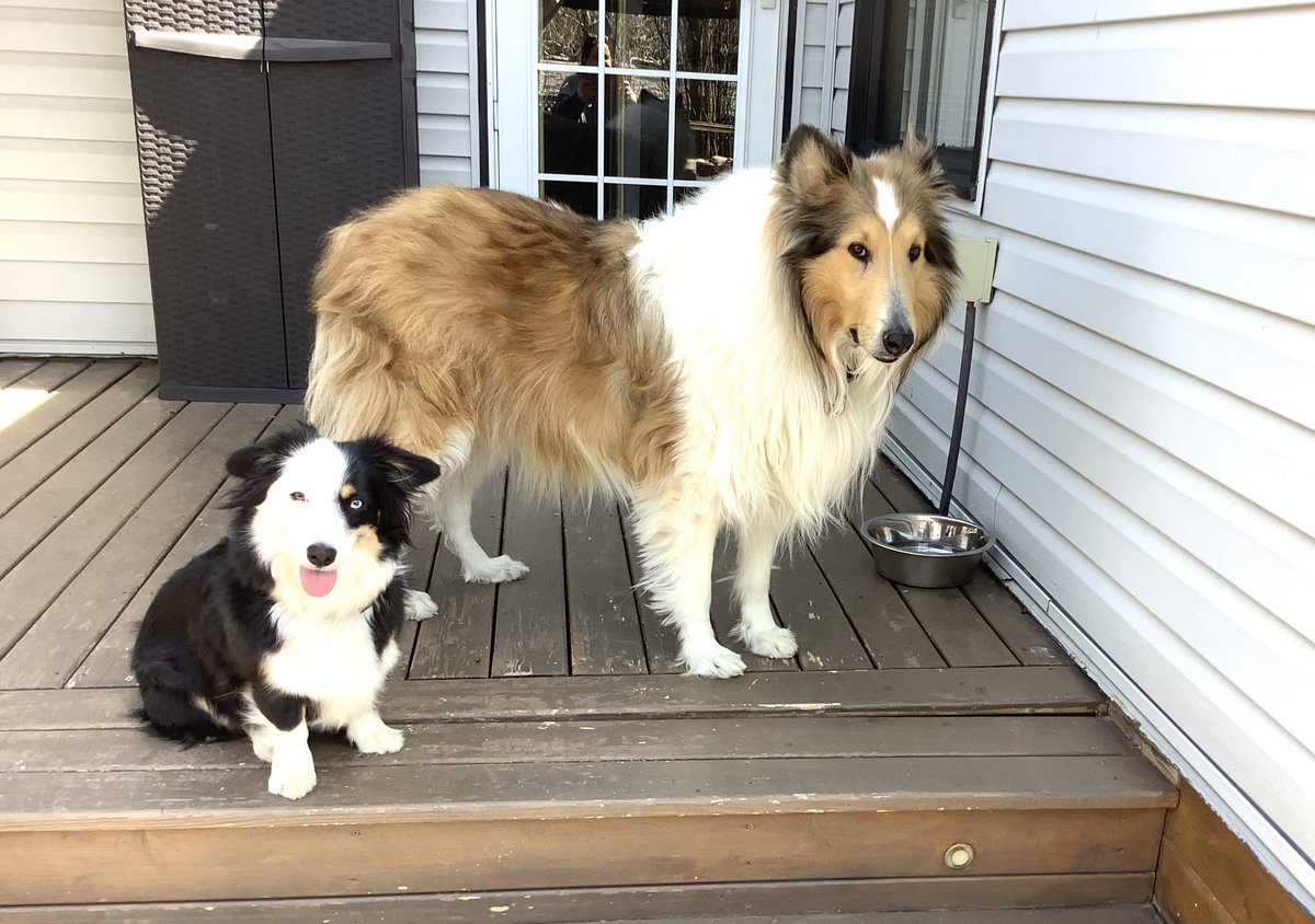 In case you were wondering, yes, she can walk underneath him without ducking. Phoebe and Cillian #dogsofx