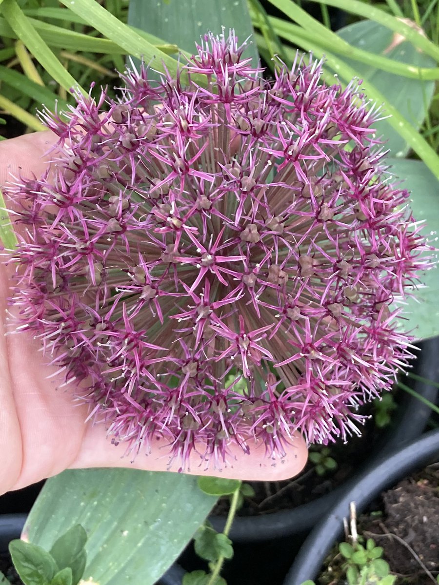 Allium “giant Red” massive flower 🌸 my hands are size 12