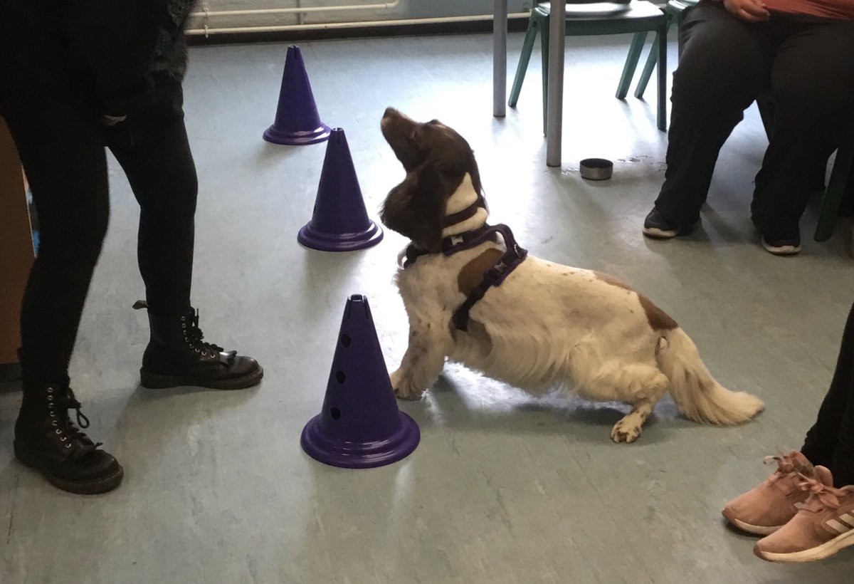 Today was a very special day for us! We had our very first visit from our new four legged friend, Milly! Milly is trained by @PawsforProgress and our pupils were just delighted to be learning all sorts of skills with her! 🐶