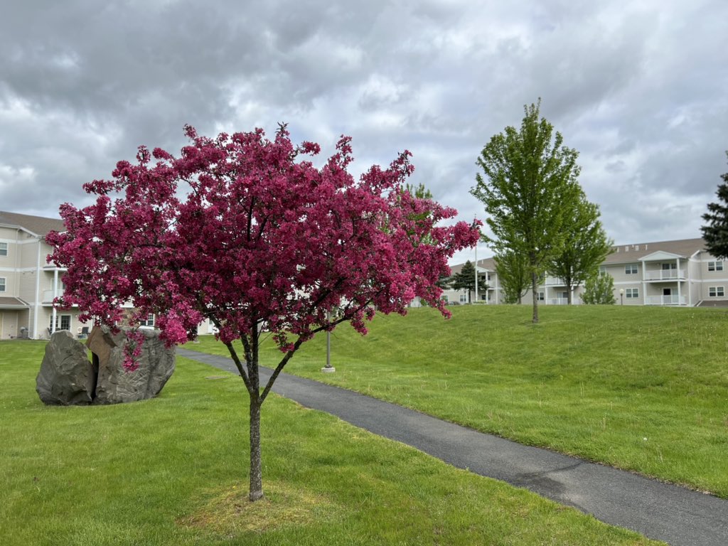 Our flowering trees are in full bloom this time of year. They are absolutely beautiful and makes a gorgeous splash of color. Happy spring everyone!  #hsv #alwaysunited #spring #flowers #seniorliving