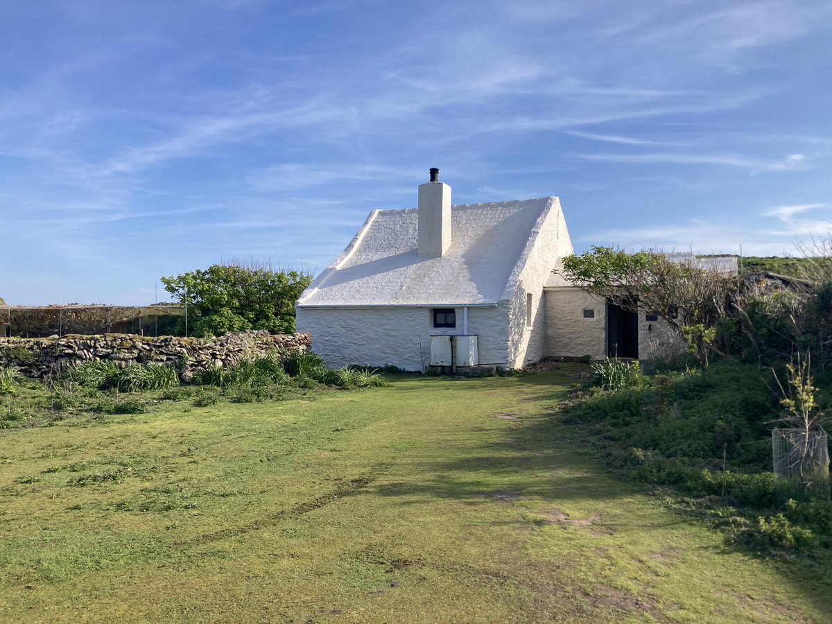 Wheatears are settled down now into about 25 pairs. Most females are on eggs with a few finishing off nests with white Manx Shearwater feathers. Time for me to leave until the young need ringing in June. I hope you’ve enjoyed the tweets. Goodbye for now from @SkokholmIsland.