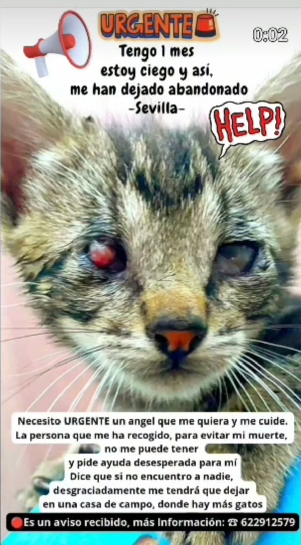 🙏🆘😿💔🏡#PorFavor #Ayuda #AcogidaUrgente para este bebé, ciego 😿💔 Está en #Sevilla 👇