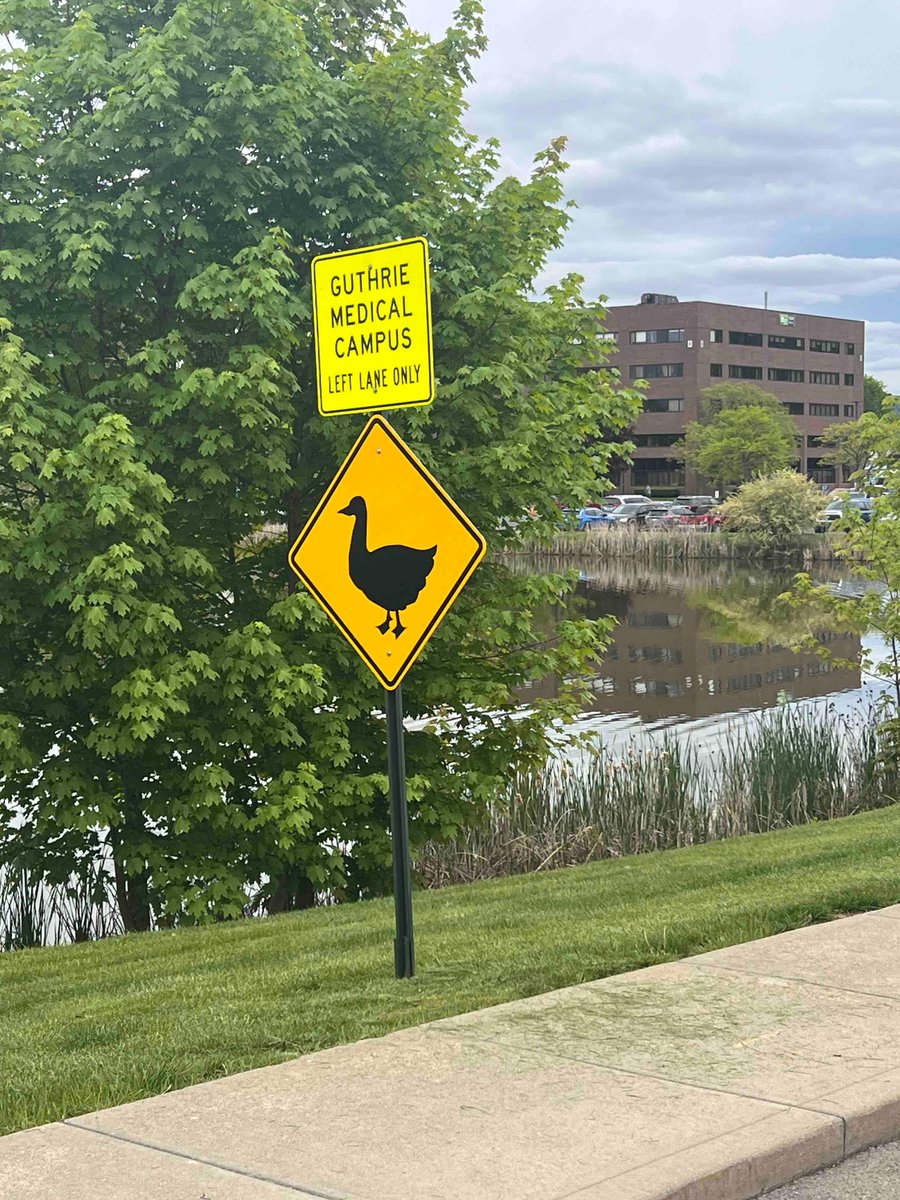 It’s officially Guthrie geese season! 

#guthrieEMResidency 
#spring