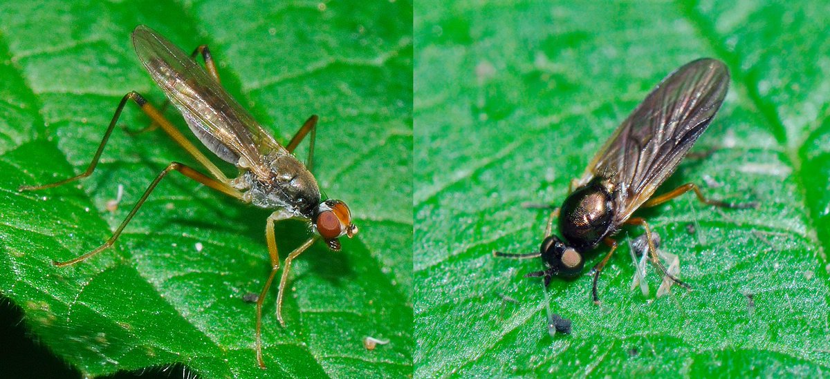 2 flies seen along the Chilswell Valley, nr Oxford yesterday - a Stilt-legged Fly Neria cibaria (left) & female Murky-legged Legionnaire Beris chalybata #FliesofBritainandIreland @BBOWT @WildOxfordshire @TVERC1 @StevenFalk1 @gailashton @Ecoentogeek @flygirlNHM @DipteristsForum