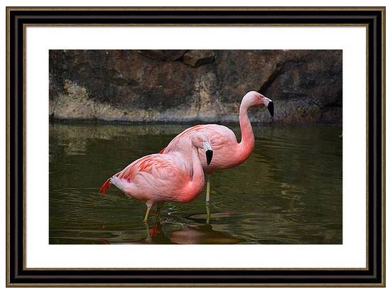 Sandi OReilly @sandioreilly Flamingos Wading At The Pond HERE: sandi-oreilly.pixels.com/featured/flami… #flamingos #birds #pink #feathers #long #neck & #legs #nest in #mud #beauty #balanced #showy #water #BuyIntoArt #SOArtwork See more #art,#prints & on #products HERE: sandi-oreilly.pixels.com