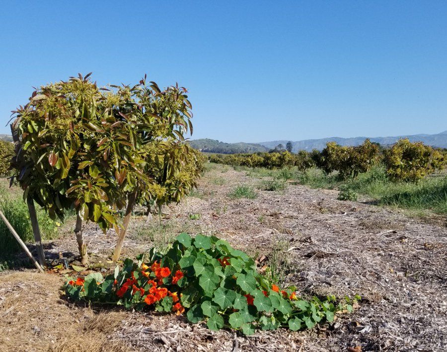 Edible Santa Barbara (@ediblesb) on Twitter photo RT <a href="/pettyranch/">Chris Sayer 🥑</a> 2 year old #avocado trees, nasturtiums, and mulch. No irrigating, picking or planting today, so I'm taking a minute to enjoy the quiet.
Ok... back at it. RT <a href="/pettyranch/">Chris Sayer 🥑</a> 2 year old #avocado trees, nasturtiums, and mulch. No irrigating, picking or planting today, so I'm taking a minute to enjoy the quiet.
Ok... back at it.