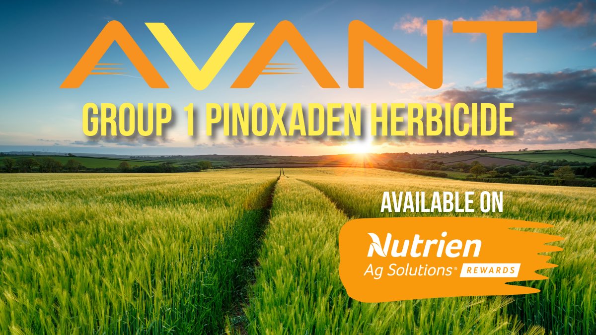 Nutrien Ag Solutions - Southern Alberta (@nutrienag_sab) on Twitter photo With #plant24 over 50% across parts of Southern Alberta, in-crop is not far off.
Avant, exclusive to <a href="/NutrienAgCda/">Nutrien Ag Solutions Canada</a> is an excellent option to control wild oats, foxtail & other grassy weeds in wheat & barley.
Talk to your local retail to finalize in crop plans today!
#westcdnag With #plant24 over 50% across parts of Southern Alberta, in-crop is not far off.
Avant, exclusive to <a href="/NutrienAgCda/">Nutrien Ag Solutions Canada</a> is an excellent option to control wild oats, foxtail & other grassy weeds in wheat & barley.
Talk to your local retail to finalize in crop plans today!
#westcdnag