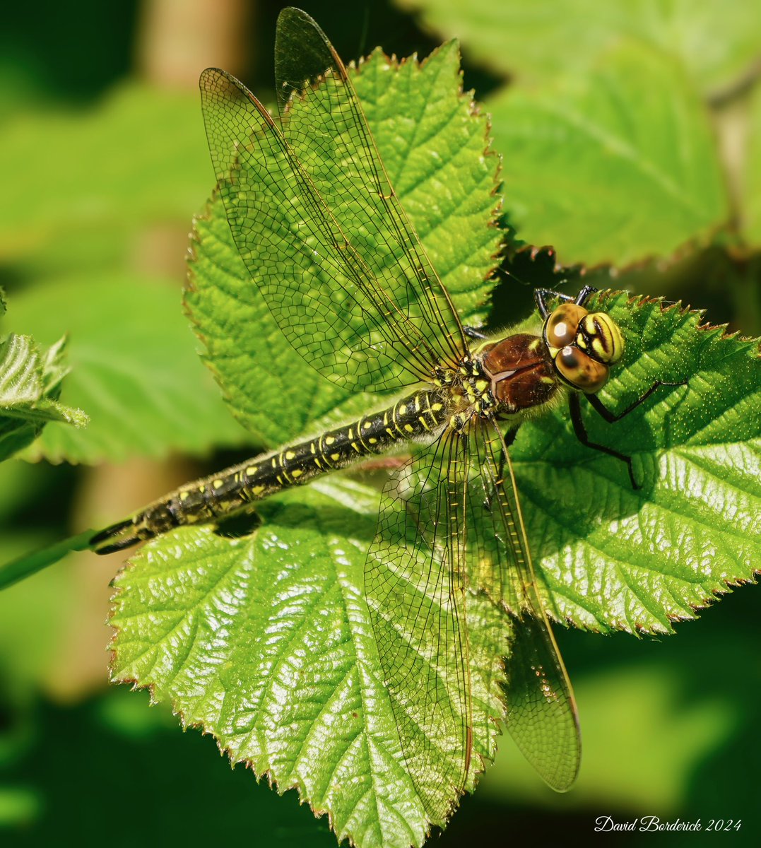 Hairy Dragonfly at SWT Carlton Marshes, Lowestoft this morning @SWTCarltonMarsh @SWTWaveney @suffolkwildlife @coastalwarden @LowestoftLizard @SWT_NE_Reserves @BDSdragonflies