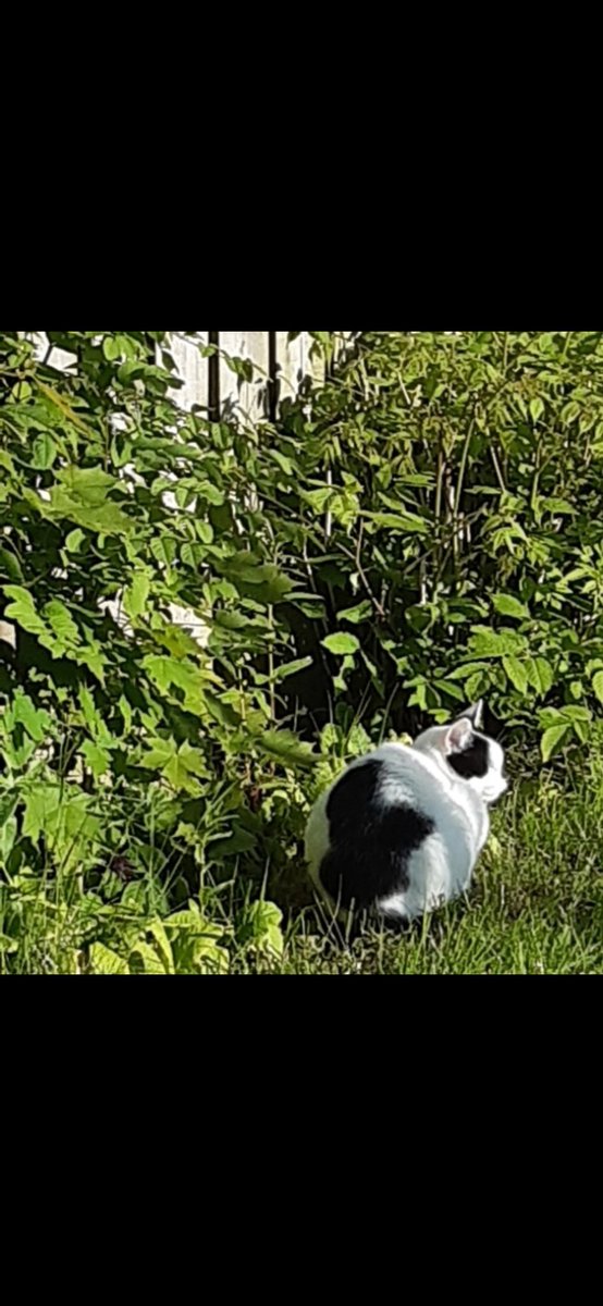 CMclind1's tweet photo. @Hedgewatchers @Bencat90866404 @EeyoresTales2 Nope! We were looking at something different! Clearly Mum needs to go to Specsavers 😹
Here's my puzzle pic - may be a bit easier #FindGeorge 😹😹😹 https://t.co/JTfmt6MZVo