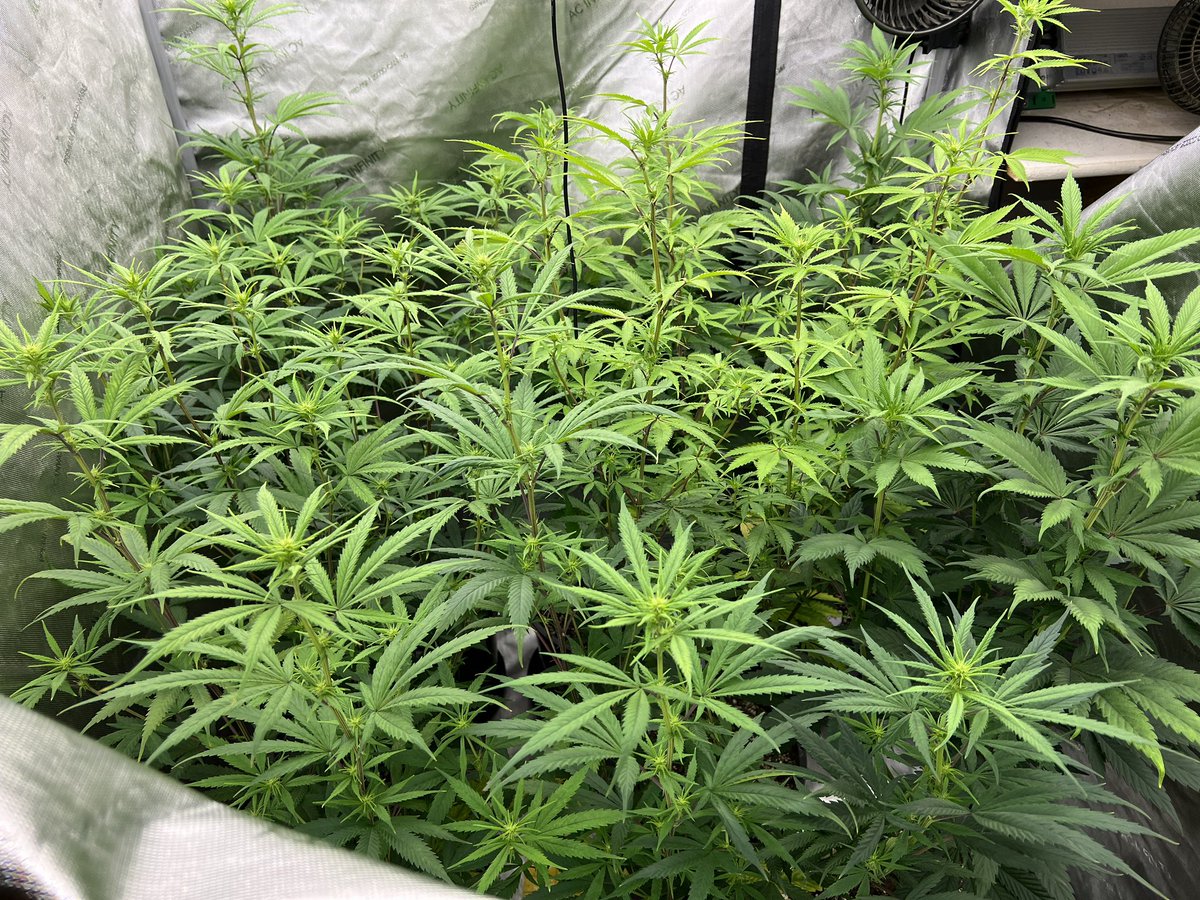 Day 10 after the flip to flower and the ladies are loving life!! 🧬’s on deck! -Lambs Breath - Jamaica -Blueberry Muffins x Peanut Butter Breath - Twisted Berries (pheno hunt) -Platinum Bubba x Skunk #1 x Peanut Butter Breath - Twisted Berries (pheno hunt)