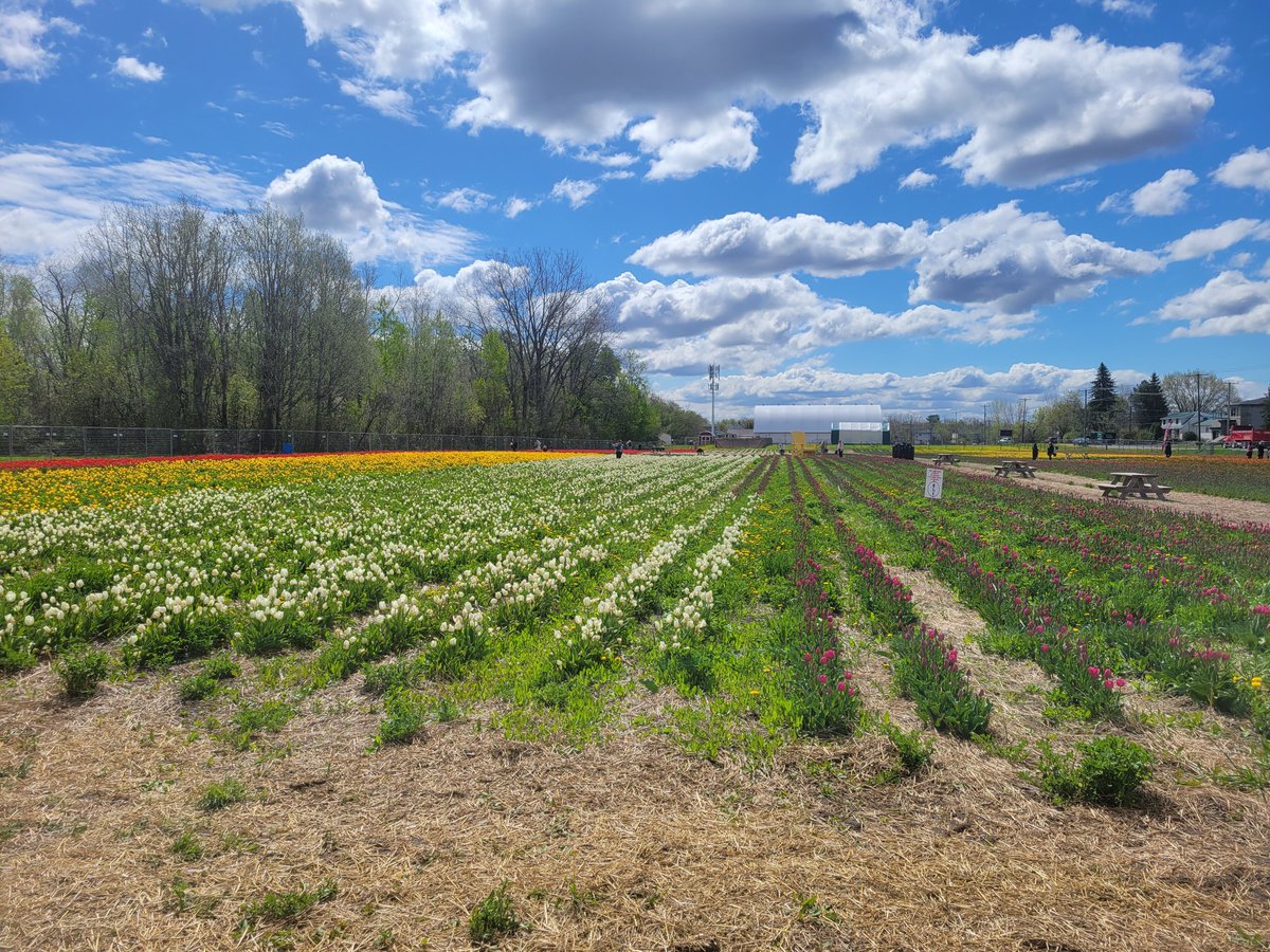Lab d'hépato-neuro (@labhn) on Twitter photo Tout est prêt, on vous attend demain avec 🌷☕️et beaucoup de plaisir 😀!
Fonds collectés pour la <a href="/FondationCHUM/">Fondation du CHUM</a> dans le champ de Tulipes.ca à Laval et Boucherville! Tout est prêt, on vous attend demain avec 🌷☕️et beaucoup de plaisir 😀!
Fonds collectés pour la <a href="/FondationCHUM/">Fondation du CHUM</a> dans le champ de Tulipes.ca à Laval et Boucherville!