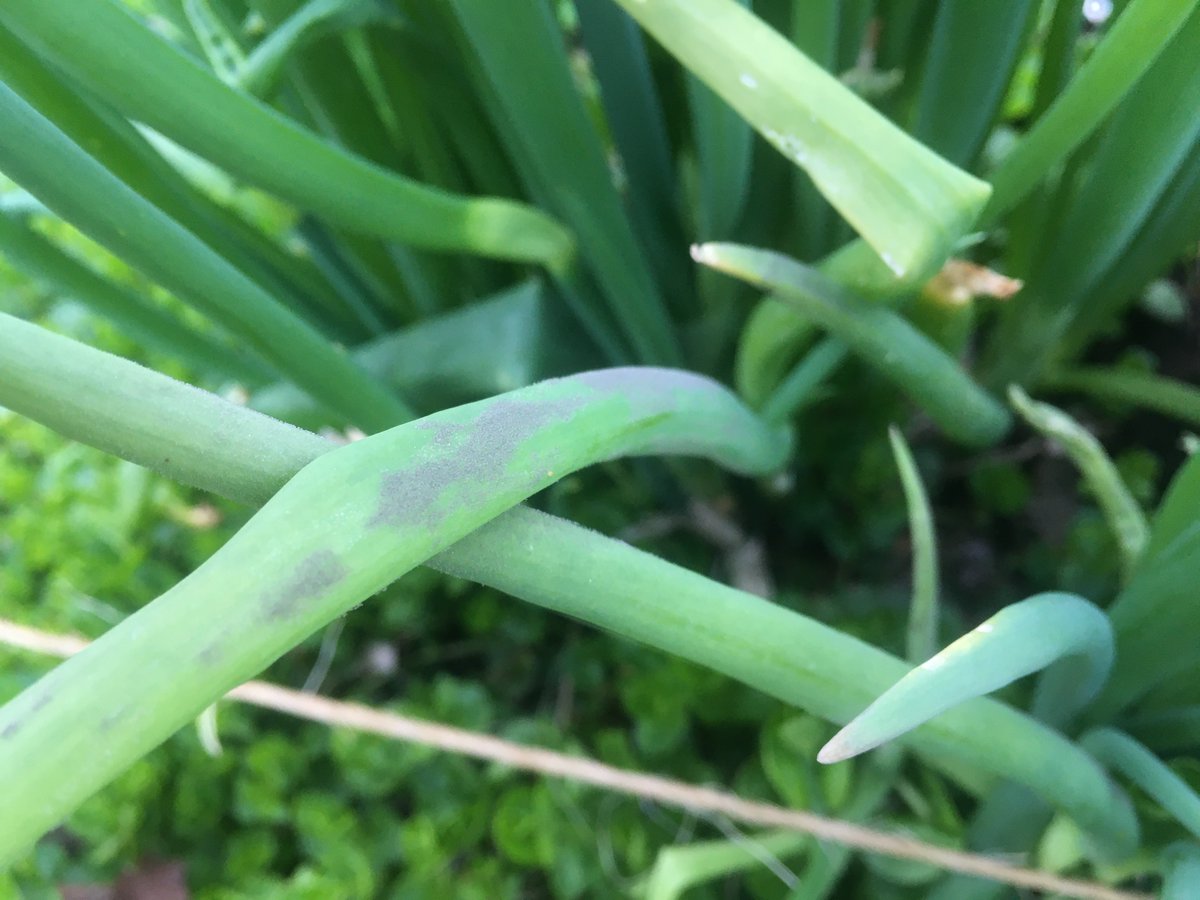 Travis Cranmer tweet media