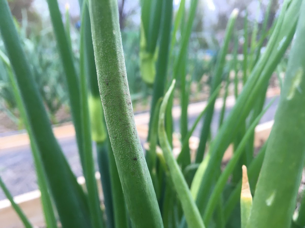 Bury cull piles and stay vigilant. Onion downy mildew was found in a community garden and is highlighted in this week's Vegetable Crop Report - onvegetables.com/2024/05/09/vcr…