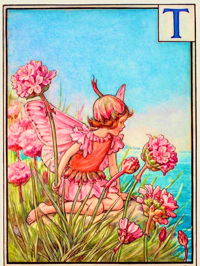 Thrift is the county flower of the Isles of Scilly, & the Isle of Bute, off Scotland. Also known as Sea-Pink, Our Lady’s Cushion & Cliff Rose, in Gaelic it means ‘Beach Wave.’ Thrift was the emblem on the British threepenny coin from 1937 to 1952. #FolkyFriday #FolkloreSunday