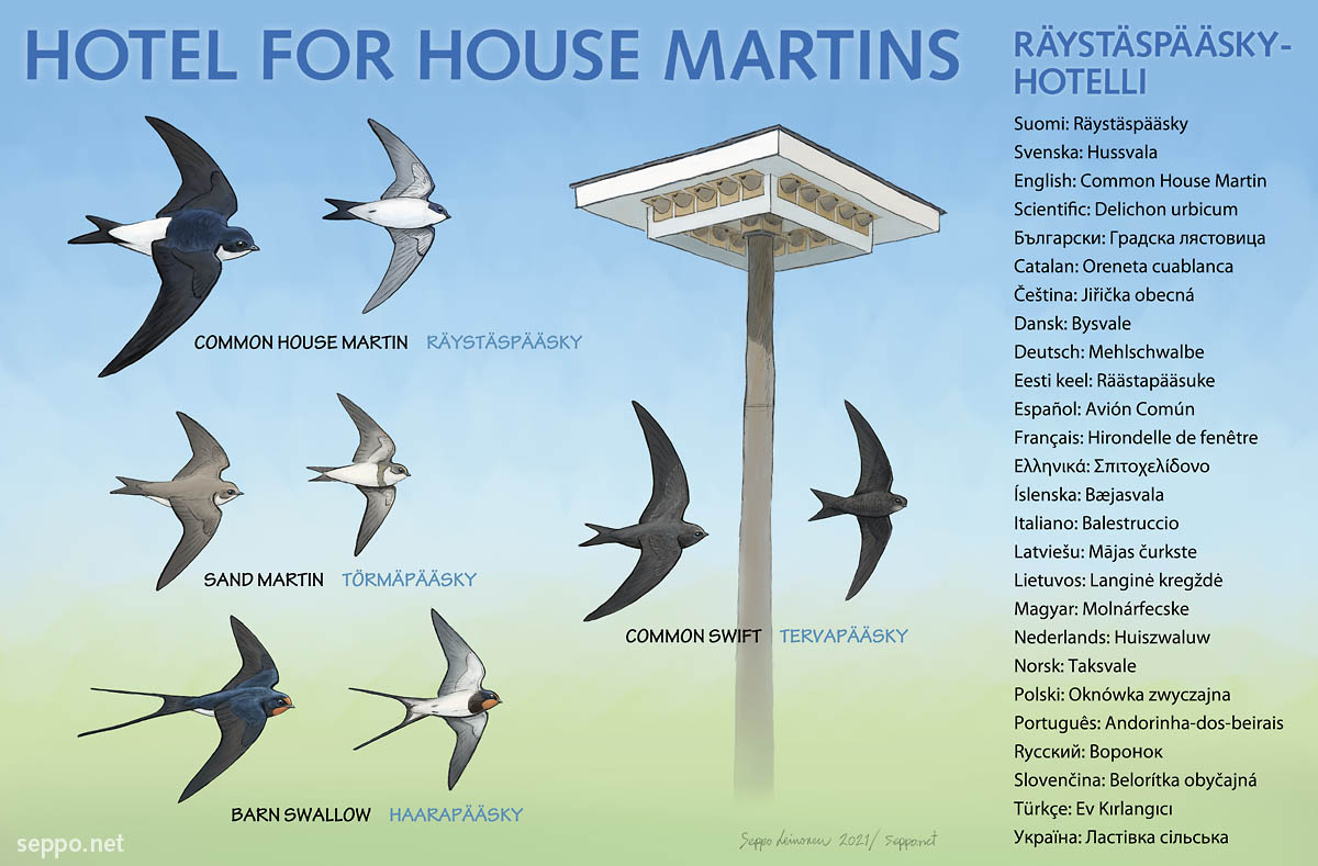 #HouseMartin's are coming back to Finland! There's a brand new hotel for Housemartins at the Liminka Bay #Wetland, organized there by the leading spirit figure of the place @UllaMatturi. 
There's also a hotel for people. =:-) 
#birds #spring #Liminkabay
visitliminka.fi/en/liminka-bay/