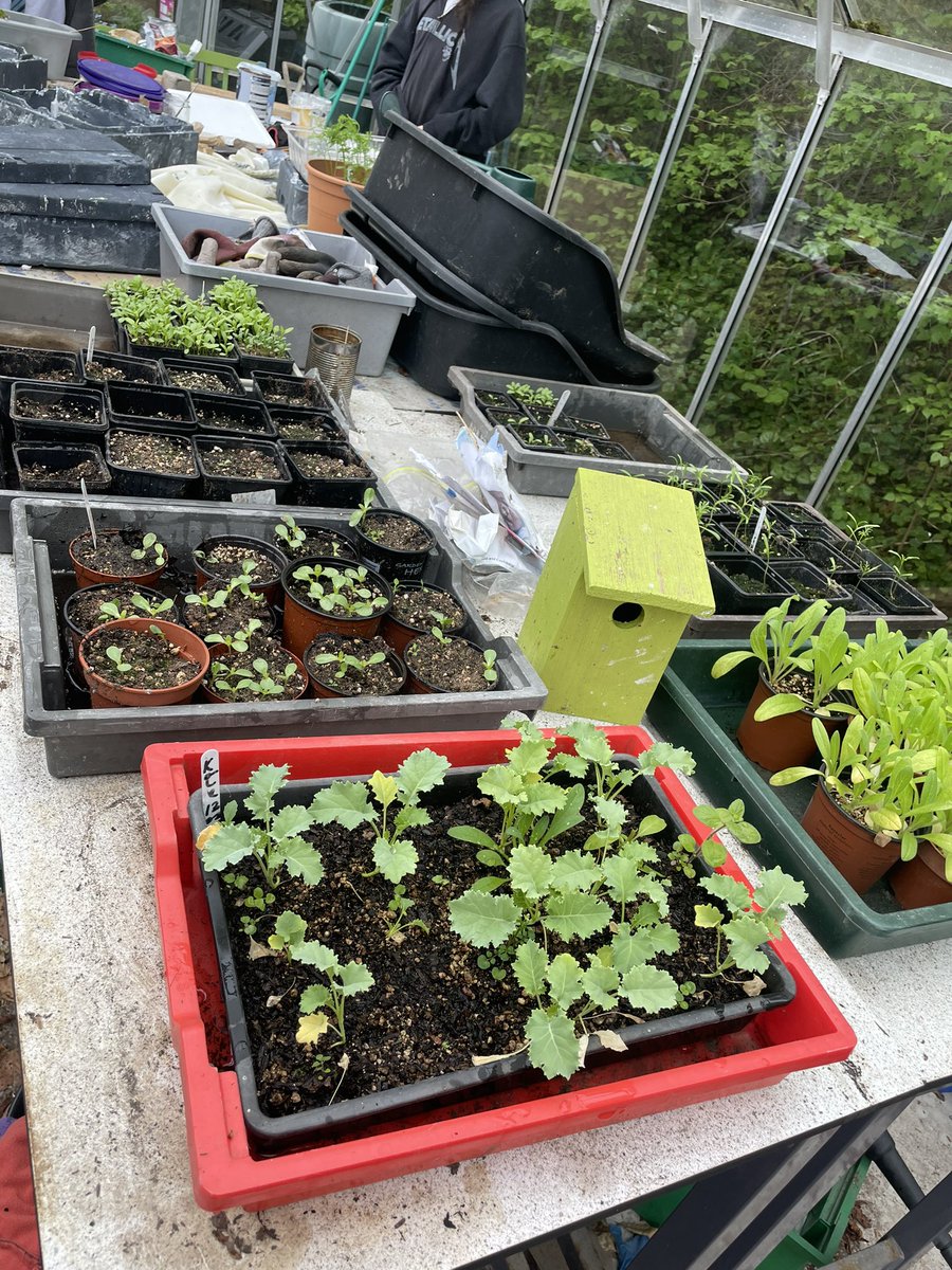 Building a bug hotel continues with another layer. Bee friendly wildflower seeds sowed in support of <a href="/38degrees/">38 Degrees</a>   A charity that supports small actions to create big changes. The seedlings from #RHSGrowWithIt are coming along nicely
