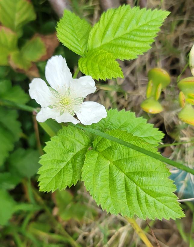 Try and find the beauty every day. Grandma's blackberries