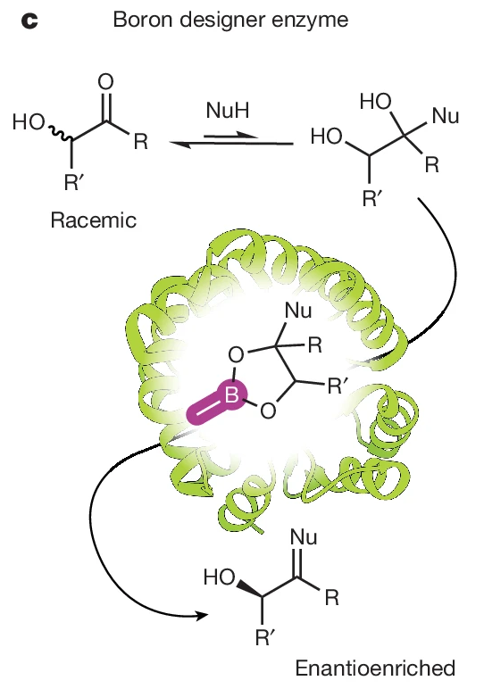 Boron-Chem-Research (@boron_chemistry) on Twitter photo Boron catalysis in a designer enzyme (<a href="/Nature/">nature</a>): nature.com/articles/s4158… (<a href="/RoelfesGroup/">Roelfes Group (find us as @roelfesgroup on BS)</a>, <a href="/LongLarf/">Lars Longwitz</a>, <a href="/reubenlg/">Reuben B. Leveson-Gower</a>). Boron catalysis in a designer enzyme (<a href="/Nature/">nature</a>): nature.com/articles/s4158… (<a href="/RoelfesGroup/">Roelfes Group (find us as @roelfesgroup on BS)</a>, <a href="/LongLarf/">Lars Longwitz</a>, <a href="/reubenlg/">Reuben B. Leveson-Gower</a>).