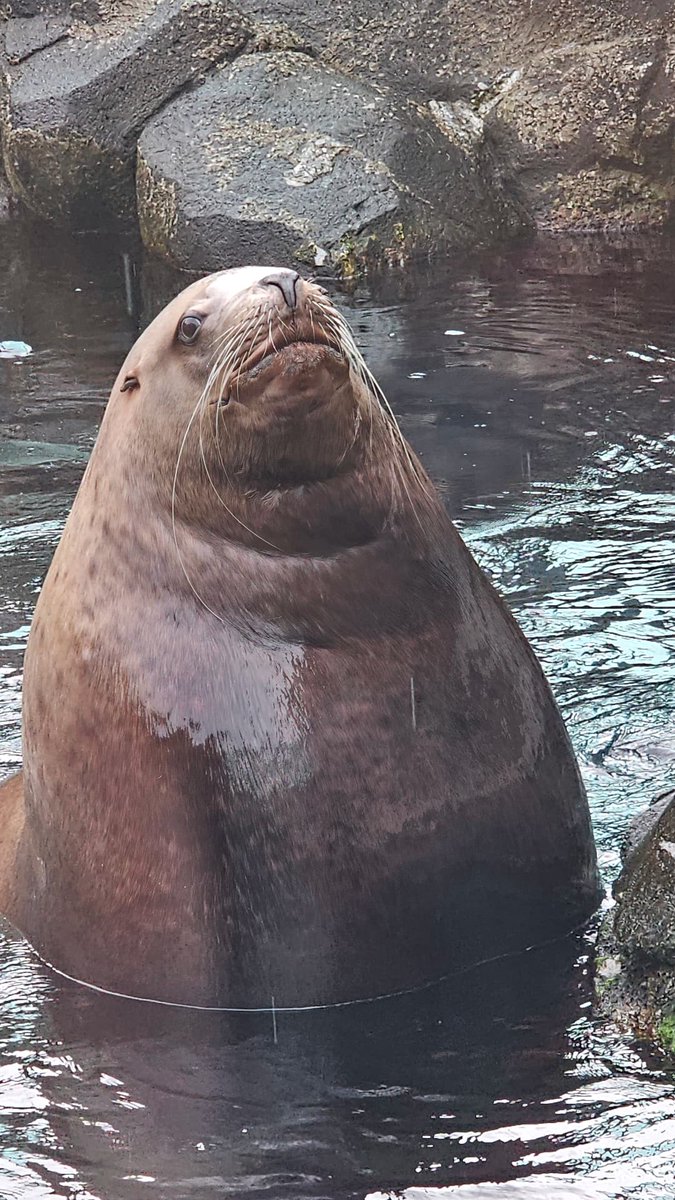 This big boy hit 1000kg at the Seward Sealife Center.