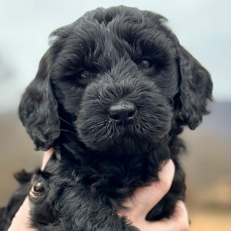 What are the different Goldendoodle colors?
buff.ly/3JWhHx2 
#puppies
#minigoldendoodle
#dog
#dogs
#goldendoodle
#minidoodles 
#blackgoldendooles