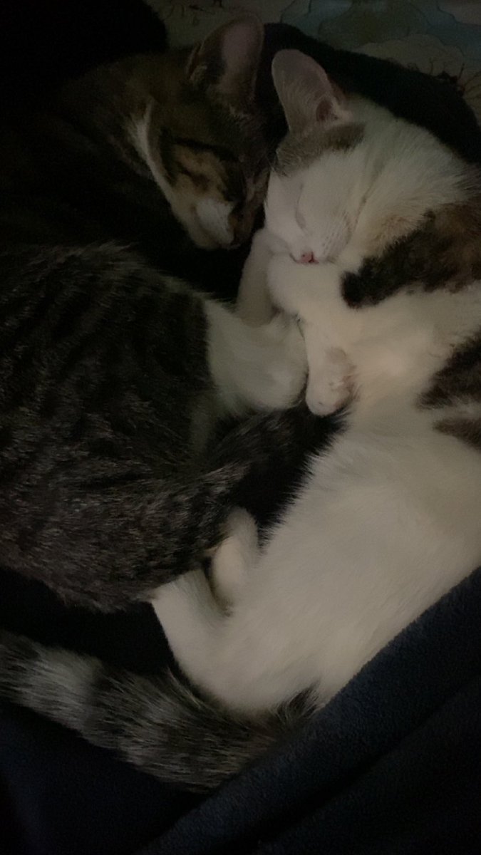 How can you not love cats?