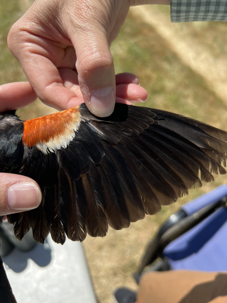 Variation in male and female tricolored blackbird plumage. First two are an adult male, third is an adult female (some have lots of red some have none), and fourth is a second year male.