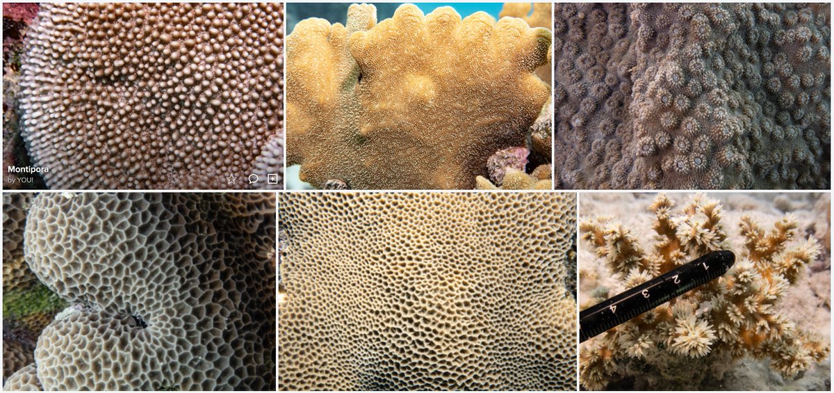 Coral textures 5... the last of this series, showing the diverse patterns and colours made by these tiny creatures at One Tree Island. The last pic shows the measuring stick we include for scale and identification. #marineexplorer