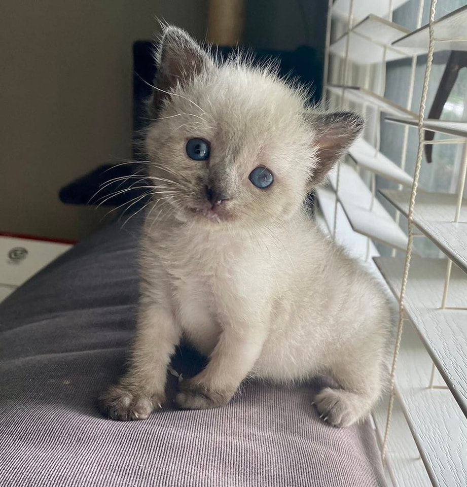 #TBT 
'I'm just too cute for Tuesday.'
PURRlease supPURRt our mission to help with the many #tinybutmighty in our care like this lil cutie.
ItsieBitsieRescue.org
#lifeinthefosterhood #savinglives #toocutetuesday #fosters2023  #gratitude #kittenseason