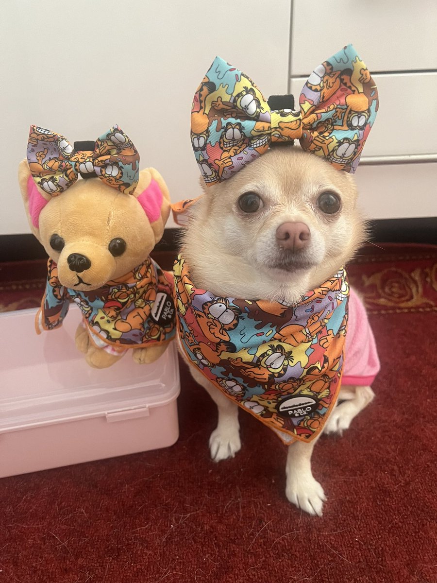 And here we are with our Garfield Bandanna and Bows🐾 #tinkerbellthepomchi #dogsofx #pomchi #dogsoftwitter #tatertotsquad #tinkandminitink #pabloandco
