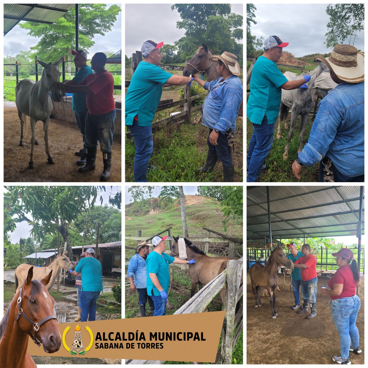 📣 Continuamos trabajando por el bienestar animal 🐴

✅ Llegamos con nuestro equipo a la Vereda El Almendro con vacunación de encefalitis equina y desparasitación interna y externa 🐴

💪 #SeguimosTrabajando