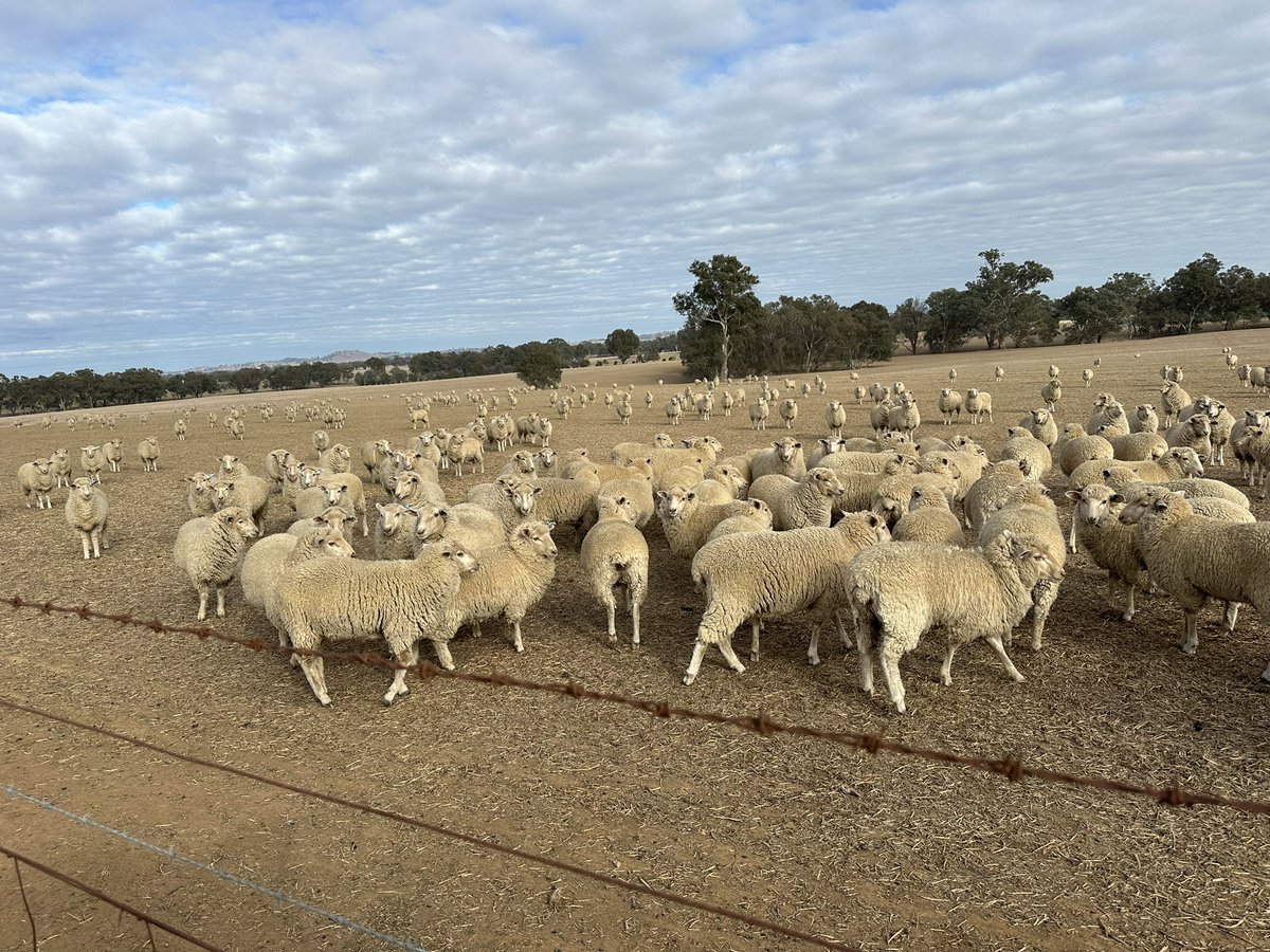 Staying dry in the south as grazing crops & canola start to struggle. Somehow they are tapping into subsoil moisture & hanging tough. The value of strict summer fallow programs is showing through, stored summer rainfall now keeping winter crops alive.