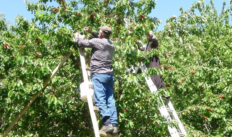 Seveni çok! Hasadı zamanı geldi kilosu 70 liradan başlıyor alanyapostasi.com.tr/diger/seveni-c…