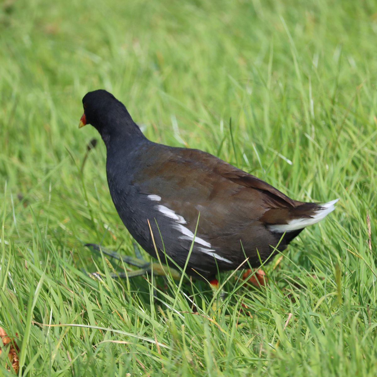 Moorhen Gallinula chloropus Cearc uisce (AKA waterhen) Resident & common on freshwater habitats including urban canals or lakes. A dark brownish bird with yellow/green long sturdy legs, a white line along the flanks, white sides to its under tail & blue-grey underneath.