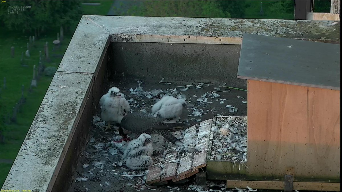 FaB Peregrines tweet media