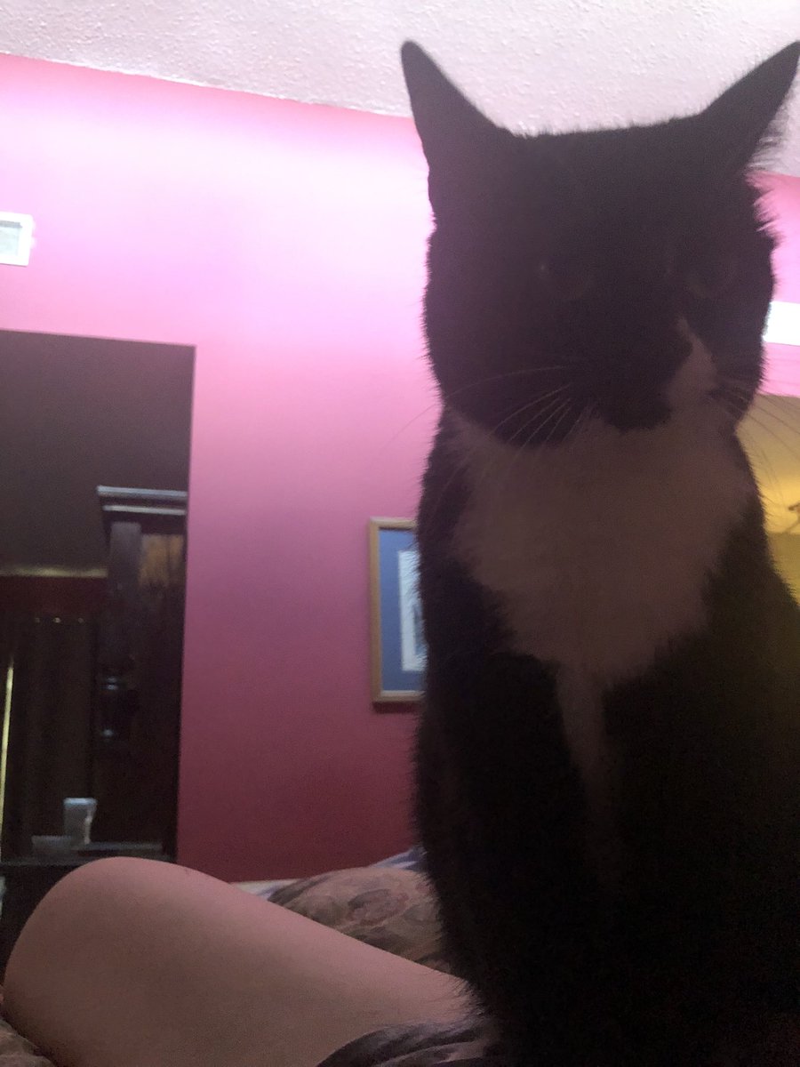 MizWaffles_'s tweet photo. It’s been 6 months since we rescued you from the shelter. But in reality you saved me from my loneliness. I love you Mulan aka Millie https://t.co/GL7aIwsVTp